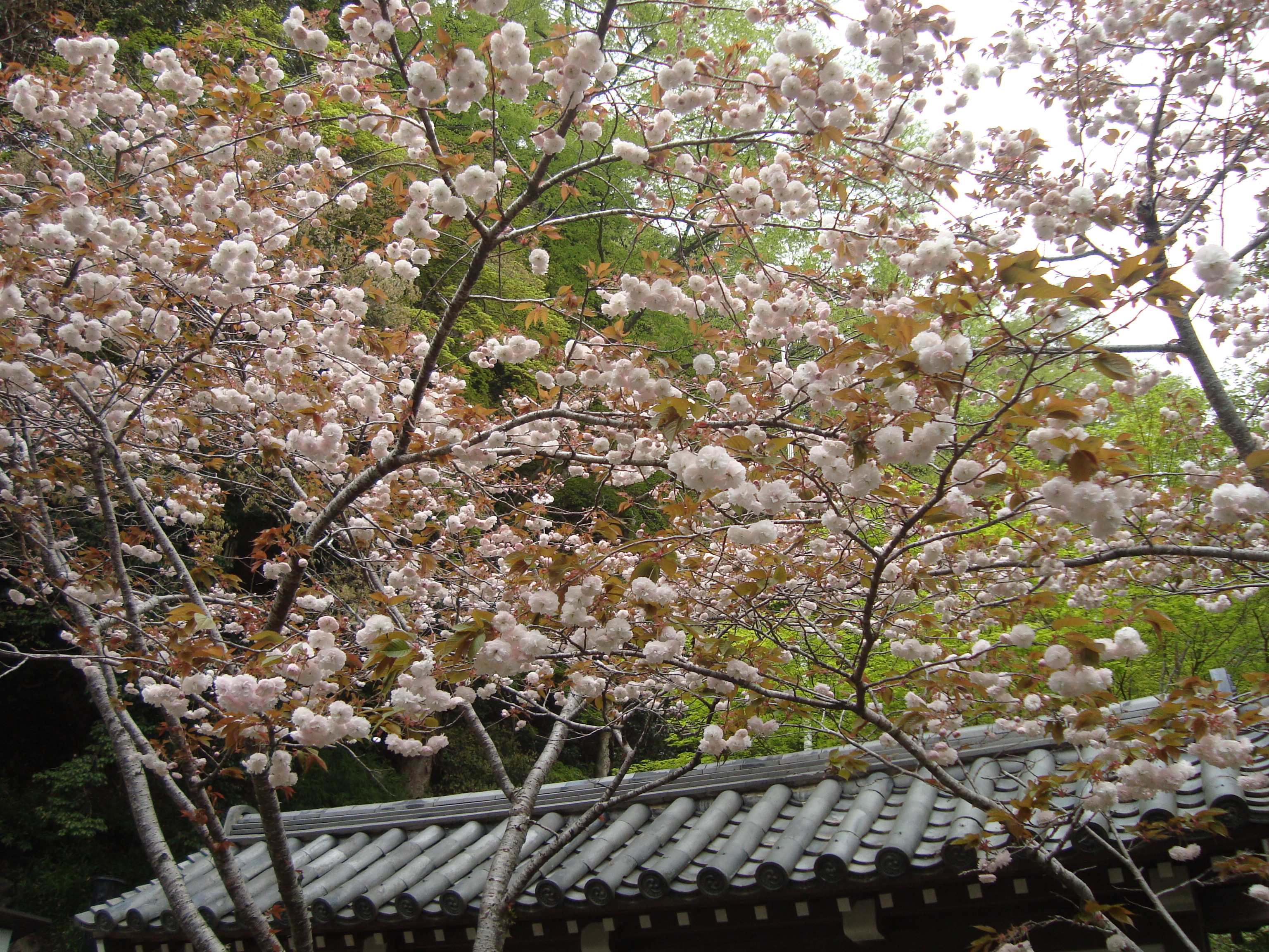 山門の桜.JPG