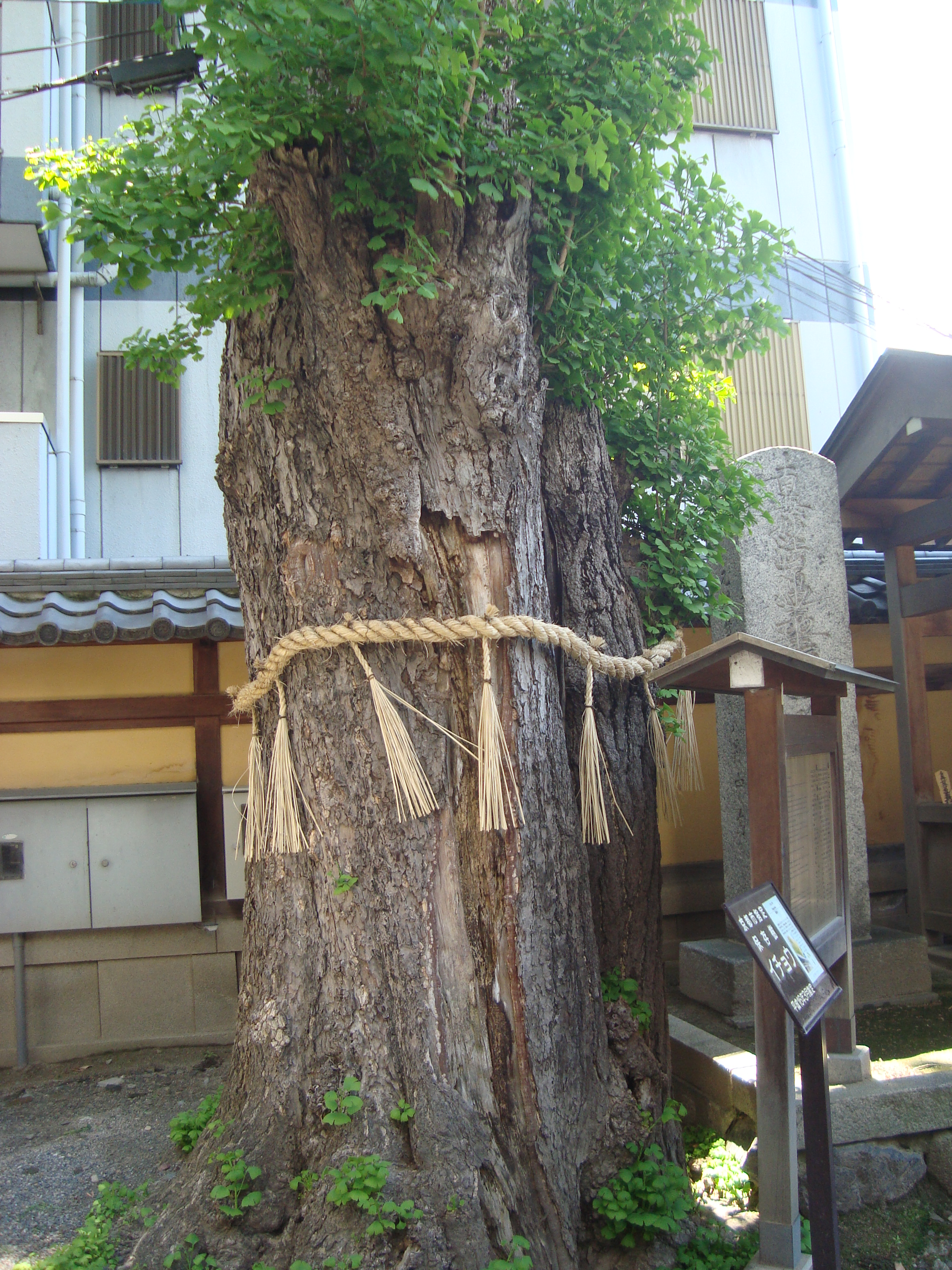 本能寺5.JPG