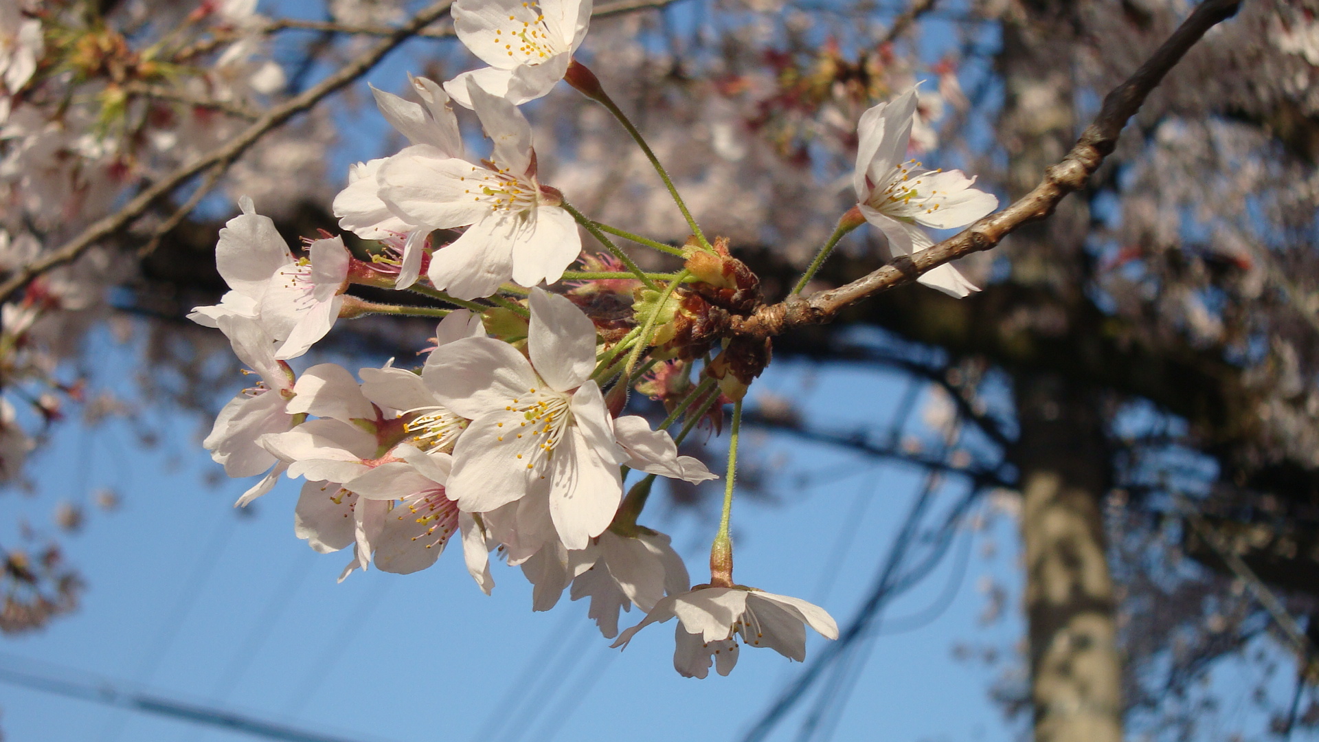 桜?.JPG