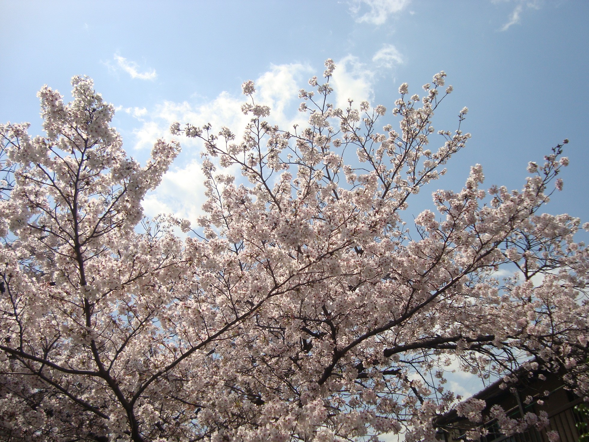 桜と青空.JPG