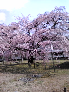 醍醐の桜.jpg