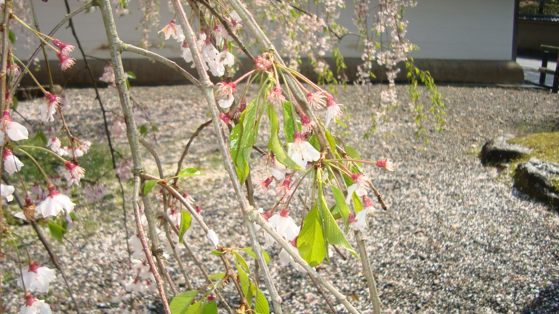 醍醐寺桜2.JPG