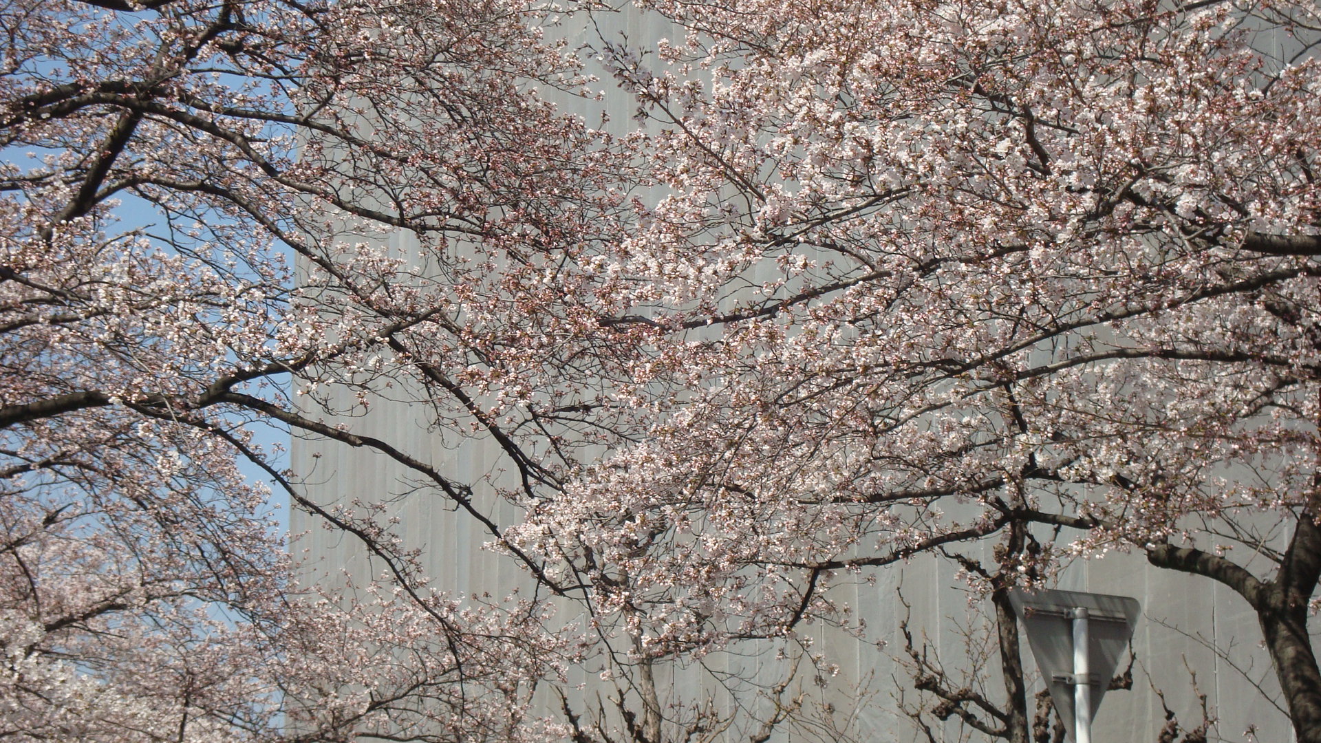 2012.桜.JPG