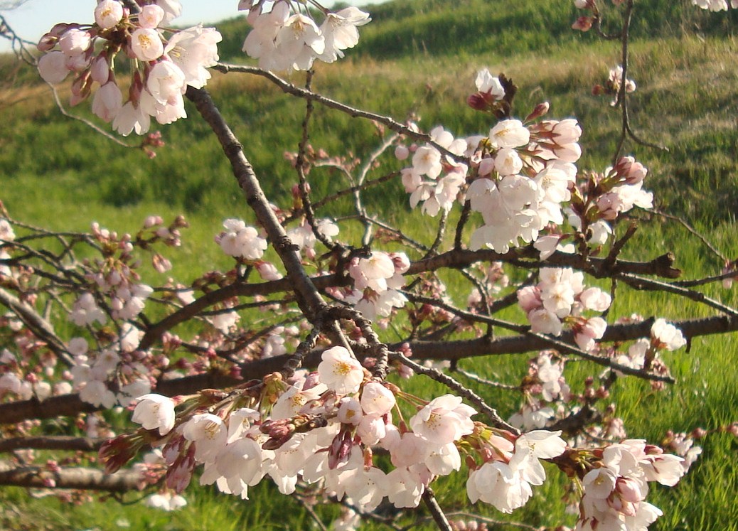 2012.桜2 アップ.JPG