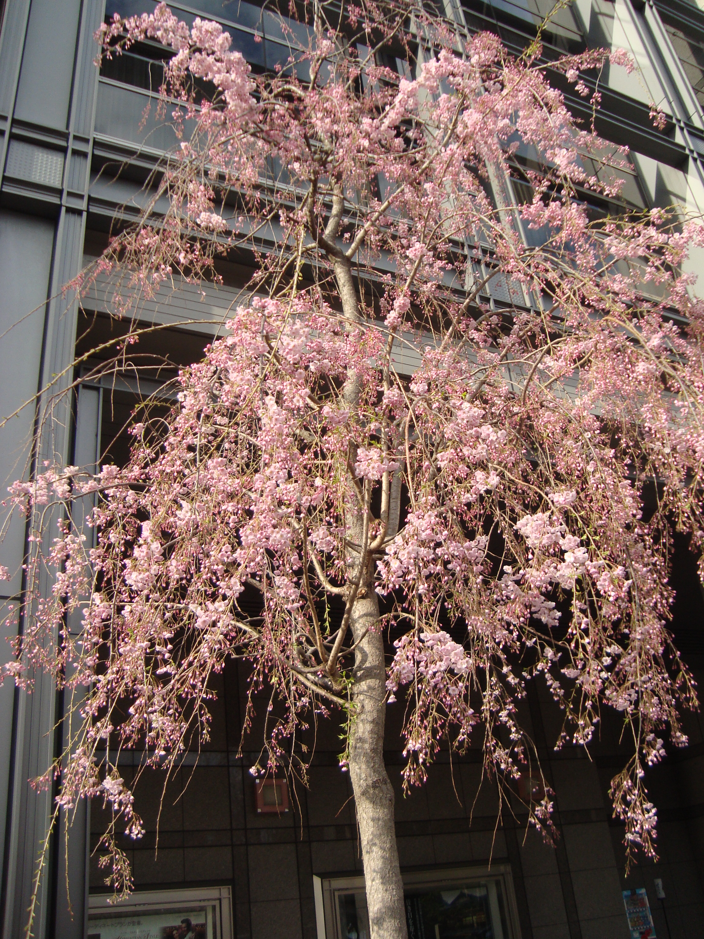 2013桜.JPG