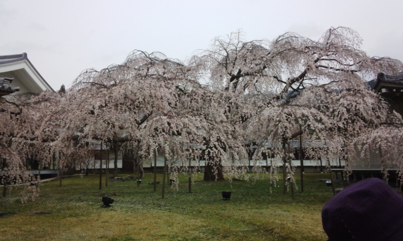 2013桜2.jpg