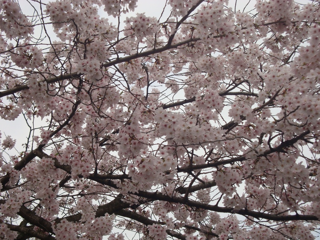 201644桜1.JPG