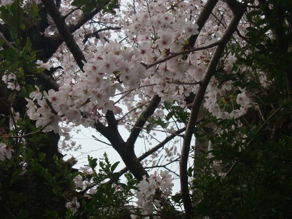 201644桜2.JPG